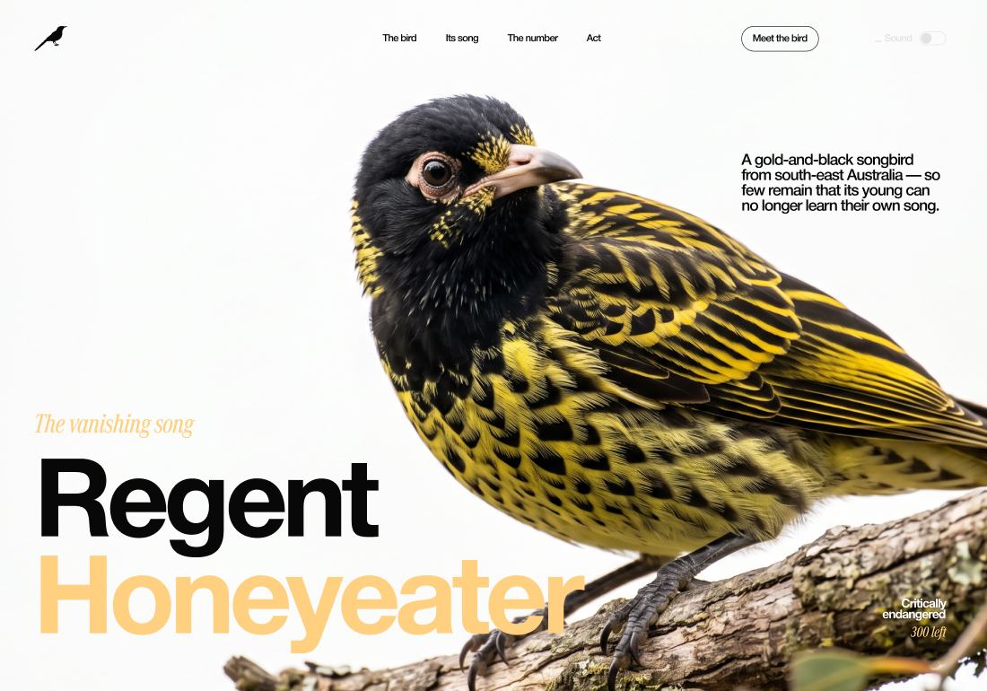 Regent Honeyeater