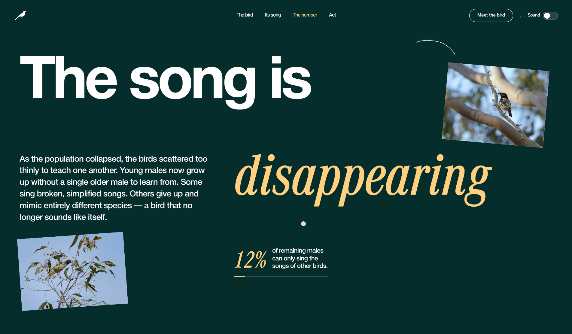 Regent Honeyeater - Website of the Day